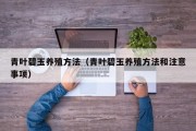 青叶碧玉养殖方法（青叶碧玉养殖方法和注意事项）